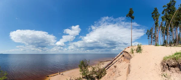 Yaz Günü Bulutlu Gökyüzüne Karşı Büyüyen Uzun Çamlar Panoramik Manzaralı — Stok fotoğraf