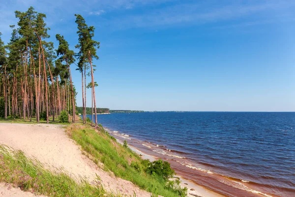 Wysokie Sosny Rosnące Stromym Piaszczystym Brzegu Wielkiego Zbiornika Niebie Lekkim — Zdjęcie stockowe