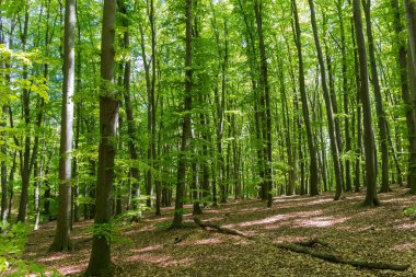 Kayın ormanının bir kısmı güneşli baharda taze yapraklarla kaplı.