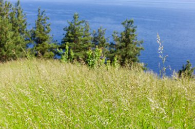 Kulakları çam ağacının bulanık arka planında ve yaz günü rezervuarın su bölgesinde büyüyen uzun yabani otlar.
