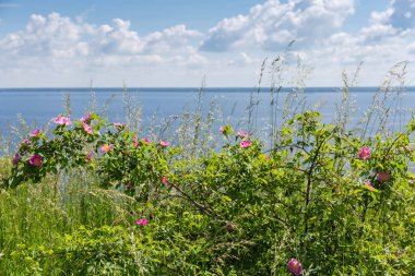 Çiçek açan köpeğin vahşi büyüyen çalıları uzun otların arasında yükseldi, gölün bulanık arka planında ve yaz günü bulutlarla birlikte gökyüzünde.