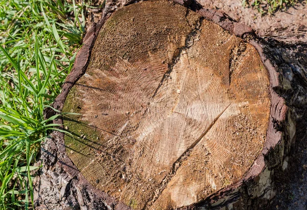 松の切り株のクローズアップのトップビュー 成長リングとチェーンソーの仕事の痕跡と木の幹の横切りの質感 — ストック写真