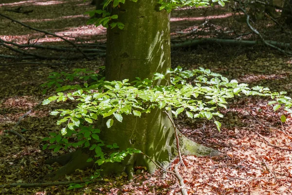 Onderste Deel Van Oude Beuken Stam Met Kleine Takken Beukenbos — Stockfoto