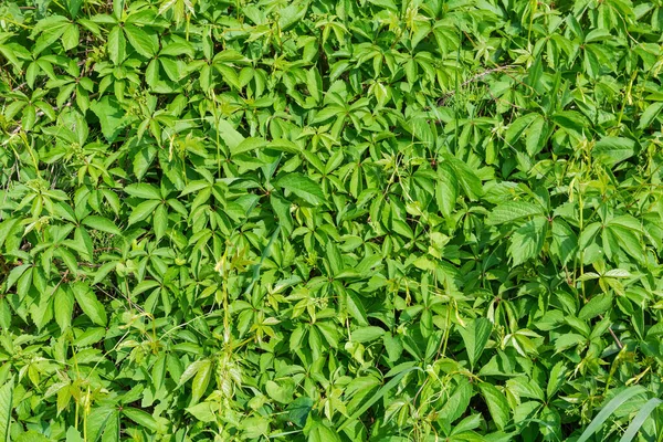 Hintergrund Aus Geflochtenen Stielen Von Jungtrauben Mit Grünen Blättern Und — Stockfoto