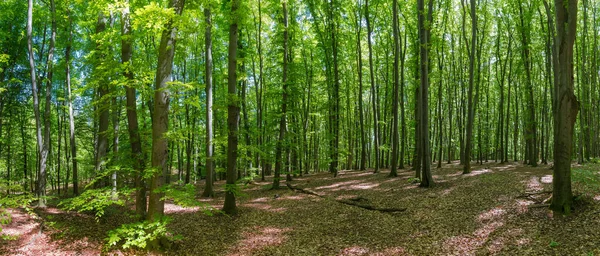 Sezione Della Faggeta Con Giovane Fogliame Fresco Primavera Giornata Sole — Foto Stock