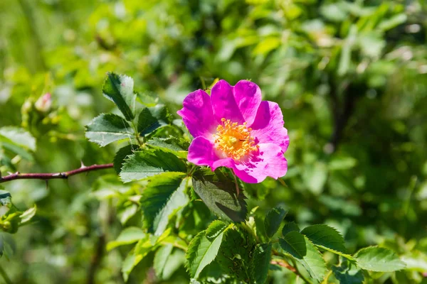 Květ Volně Rostoucího Psa Růže Větvi Rozmazaném Pozadí Jiné Vegetace — Stock fotografie