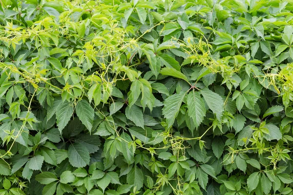 緑の葉とヘッジの若い芽を持つ乙女のブドウの茎を厚く織った 断片的なクローズアップ — ストック写真