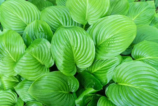 Bush Hosta Com Folhas Verdes Visão Superior Fragmento Close Fundo — Fotografia de Stock