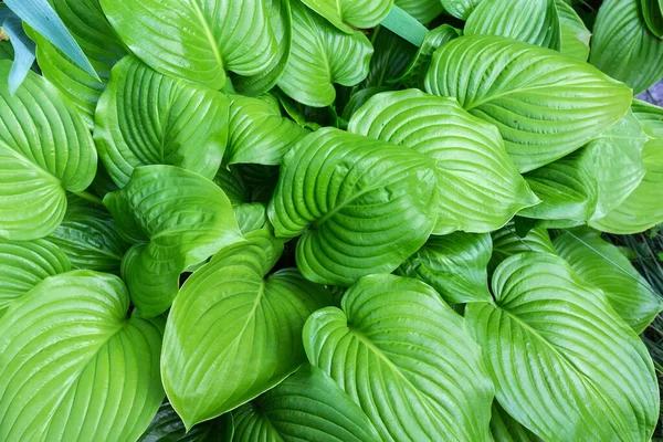 Bush Hosta Com Folhas Verdes Visão Superior Fragmento Close Fundo — Fotografia de Stock