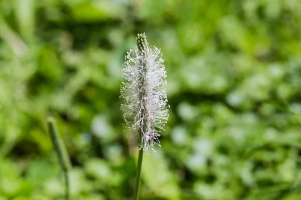Inflorescence Plantain Long Spike Many Tiny Flowers Top High Stem — Stock Photo, Image