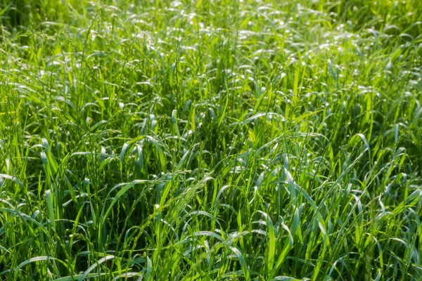 Högt Gräs Täckt Med Morgondagg Solljus Sommaren Selektivt Fokus — Stockfoto