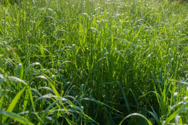 Tall Grass Covered Morning Dew Back Sunlight Summer Selective Focus — Stock Photo, Image