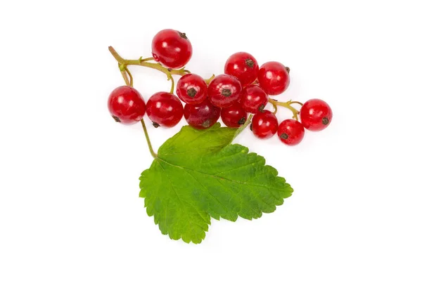 Grappe Groseilles Rouges Fraîchement Récoltées Feuilles Sur Fond Blanc Gros — Photo