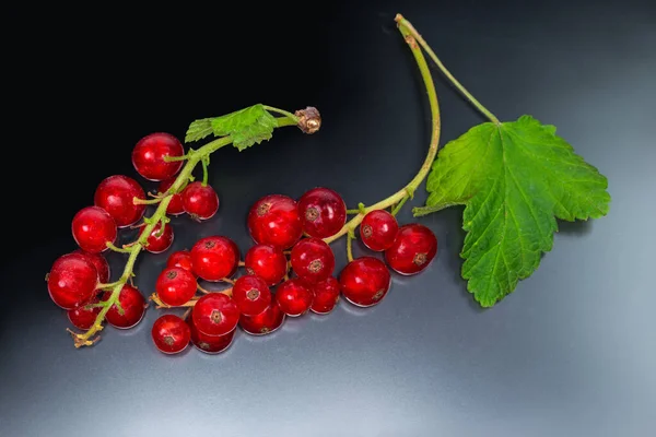 Due Gruppi Del Ribes Rosso Maturo Recentemente Raccolto Con Piccole — Foto Stock