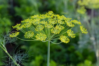 Çiçek açan dereotunun küçük sarı çiçekleri ile tarlada sabah çiğ ile kaplanmış, seçici odaklı Umbel infloresans