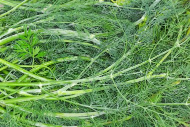 Yeşil dereotunun taze dalları üst kattaki yakın plan, arka plan.