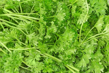 Yeşil maydanozun taze dalları, kıvırcık yaprak çeşitliliği, yakın plan, arka plan.
