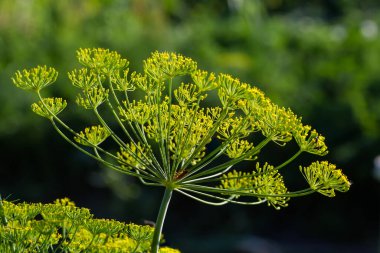 Bir tarlada çiçek açan dereotunun küçük sarı çiçekleri, seçici odak noktasında yakın plan bulanık arkaplan