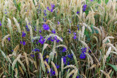 Yaz akşamları tarlanın kenarında olgunlaşan buğdaylar arasında büyüyen yabani mavi çiçekler
