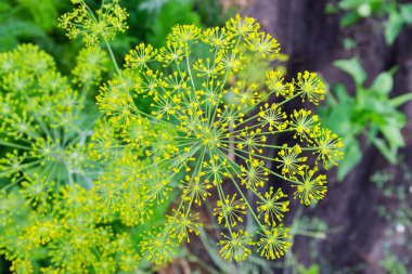 Çiçek açan dereotunun kabarıklığı bir tarlada sabah çiğ ile kaplanmış, üst görünüm seçici odak noktasında.