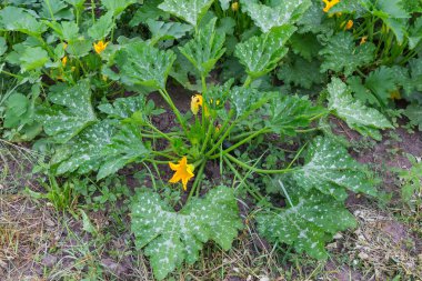 Çiçekli kabak çalısı, benekli yapraklar ve bir fidanlıktaki diğer bitkilere karşı koyu yeşil meyve.