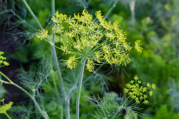 Parts Stem Umbel Inflorescences Tiny Yellow Flowers Flowering Dill Covered — Stockfoto