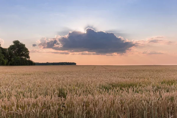 夏の夕方に雲の後ろから太陽の光で空に対して小麦を熟すフィールド — ストック写真