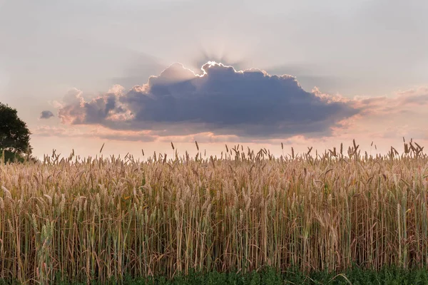 夏の夜に雲の後ろから太陽の光で空に対して小麦を熟すとフィールドのエッジ — ストック写真