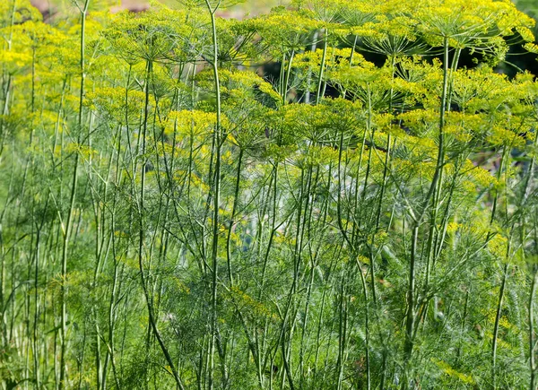 Parts Tall Stems Dill Leaves Umbel Inflorescences Field Close Background — 스톡 사진