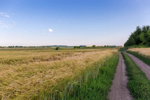 Edge Field Ripening Still Partly Green Barley Next Dirt Road — Stock Photo, Image