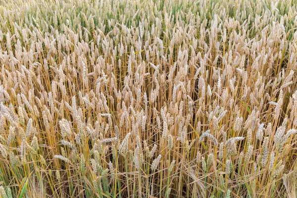 Section Field Ripening Still Partly Green Wheat Summer Evening — Φωτογραφία Αρχείου