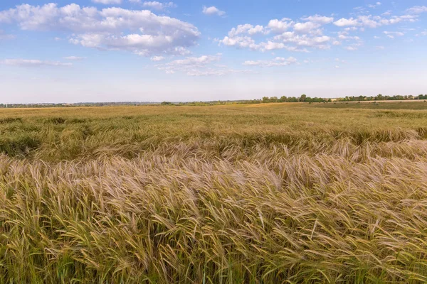 薄雲に包まれた夜空を背景に まだ部分的に緑の大麦を熟成させる畑 — ストック写真