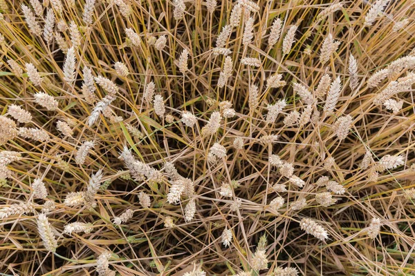 Fragment Field Ripening Wheat Top View Close — Zdjęcie stockowe