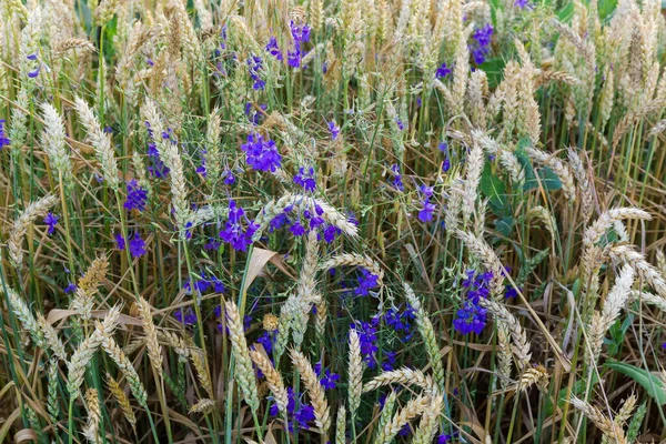 Wild Blue Flowers Growing Ripening Wheat Edge Field Summer Evening — Stockfoto