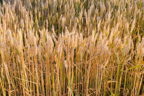 Section Field Edge Ripening Wheat Summer Evening — Φωτογραφία Αρχείου