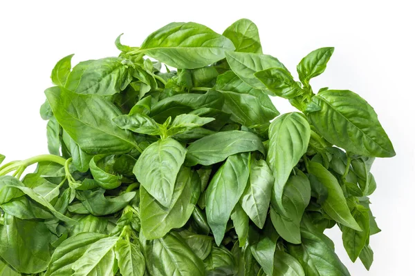 Top Part Bunch Freshly Picked Out Green Basil White Background — Stok Foto