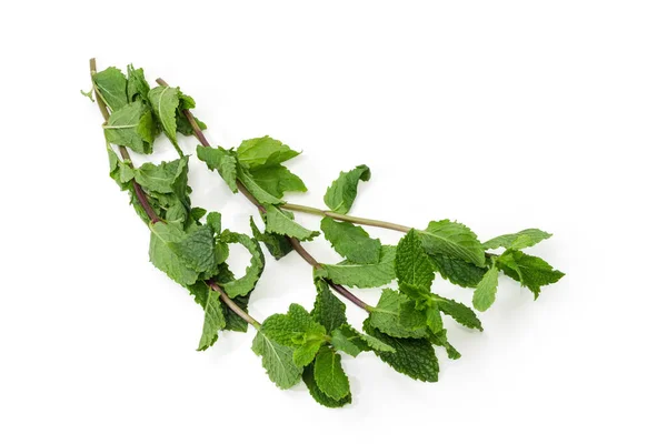 Two Twigs Fresh Spearmint White Background — Φωτογραφία Αρχείου