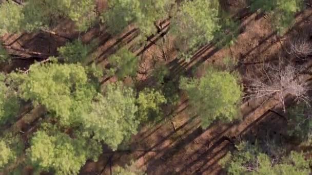 Сосновый редкий лес весной, вертикальный вид с воздуха — стоковое видео