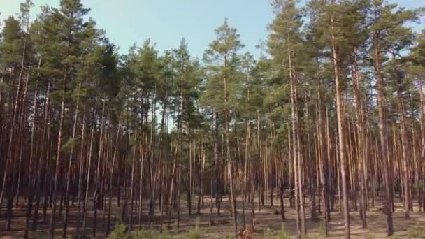 Kiefernwald am Rande der Fällstelle im Frühling — Stockvideo