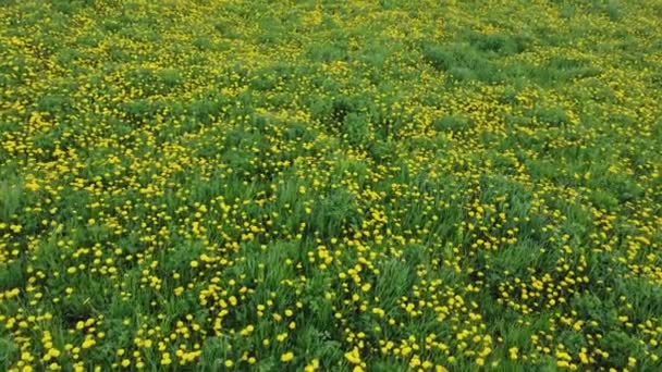 Virágzó pitypangokkal és különböző fűvel benőtt mező — Stock videók