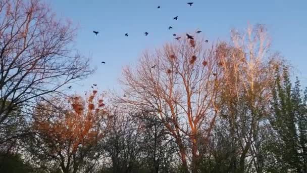 Crows fly over nesting place on tall trees at sunset — Stock Video