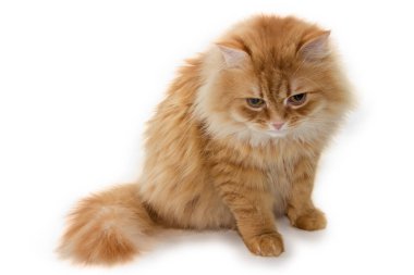 Tüylü kızıl kedi beyaz arka planda oturuyor ve dikkatlice aşağıya bakıyor. 