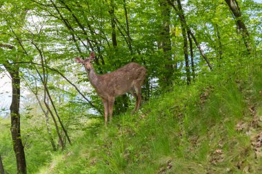 Boynuzları olmayan geyikler yamaçta durur İlkbahar ormanlarında çimlerle kaplıdır