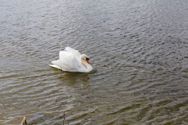 Rüzgârlı bulutlu havada dalgalarla kaplı suda yüzen beyaz kuğu.