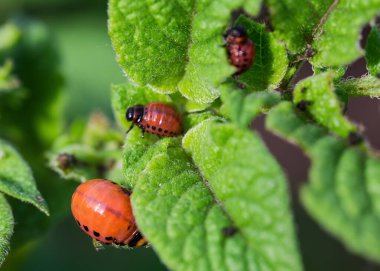 Colorado patates böceği larvaları, seçici odak noktasında, bir patates bitkisinin üzerinde.