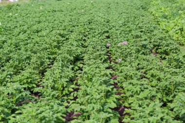 Patates tarlası bölümü çiçek açmanın başlangıcında, bulanık ön plan ve arkaplan ile seçici odak