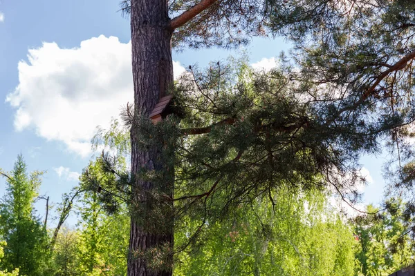 Wooden Nesting Box Trunk Old Pine Hidden Pine Branches Spring — Stockfoto