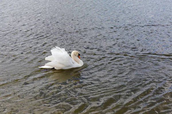 風の強い曇り空の下 白い白鳥が波打つ水面を泳ぐ — ストック写真