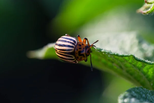 Adult Colorado Potato Beetle Eats Leaf Edge Potato Plant Covered — Stockfoto