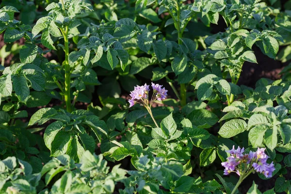Purple Flowers Potato Selective Focus Blurred Background Rest Potato Plants — Stockfoto